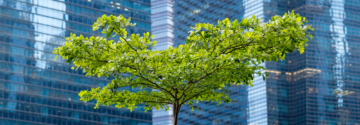 a tree in front of a city