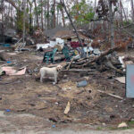 a dog standing near debris